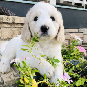 Goldendoodle Puppy Flynn Rider