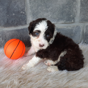 Portuguese Water Dog Puppy Arlo