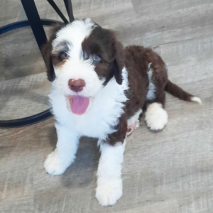 Portuguese Water Dog Puppy Arlo