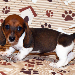 Dachshund Puppy Pixie