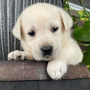 Labrador Retriever Puppy Gina