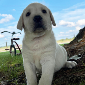 Labrador Retriever Puppy Gina