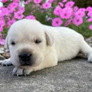 Labrador Retriever Puppy Hazel