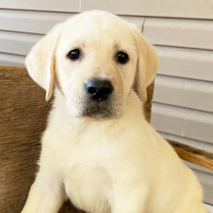 Labrador Retriever Puppy Hazel