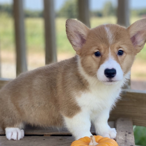 Pembroke Welsh Corgi Puppy Polly