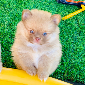Pomeranian Puppy Aspen