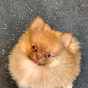 Pomeranian Puppy Aspen