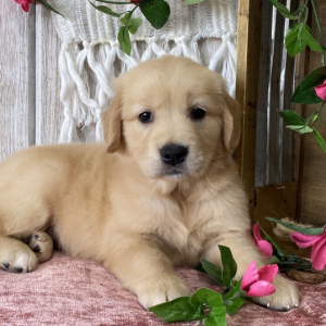 Golden Retriever Puppy Sandal