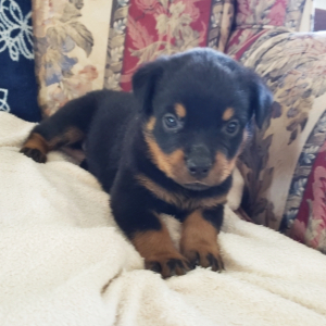 Rottweiler Puppy GiGi