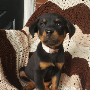 Rottweiler Puppy GiGi