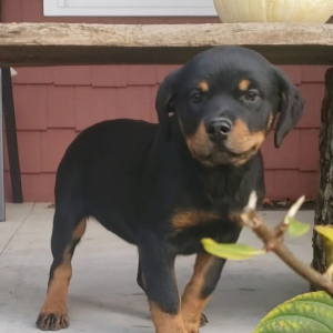 Rottweiler Puppy Gigi