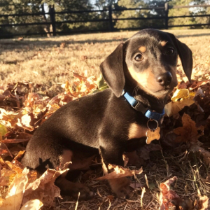 Dachshund Puppy Buster