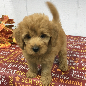 Goldendoodle Puppy Molly