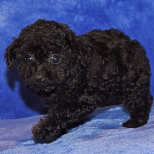 Poodle Puppy Fancy