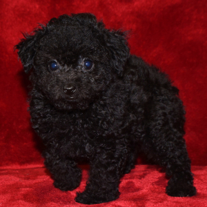 Poodle Puppy Fancy