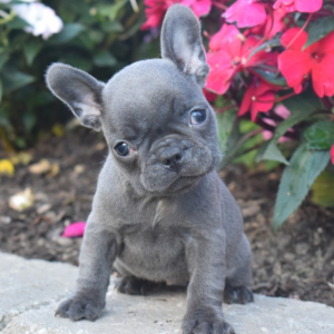 Frenchton Puppy Mindy