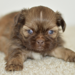 Shih Tzu Puppy Ben