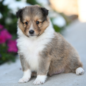 Shetland Sheepdog Puppy Valor