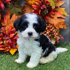 Havanese Puppy Gordon
