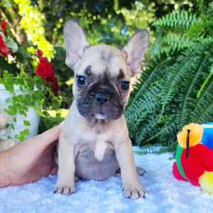 French Bulldog Puppy Lollipop