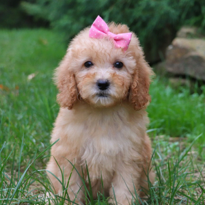 Goldendoodle Puppy Roxanne