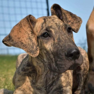 Great Dane Puppy Maxwell