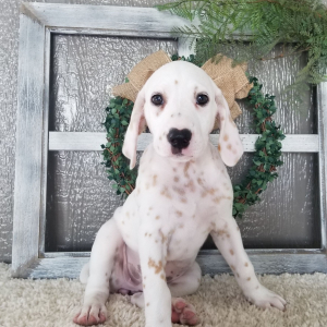 Dalmatian Puppy Luna