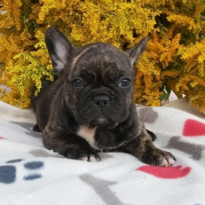 Frenchton Puppy Lacey
