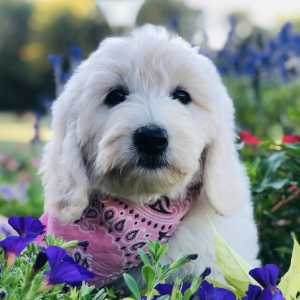 Goldendoodle Puppy MayBelle