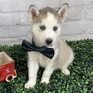 Siberian Husky Puppy Attley