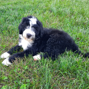 Portuguese Water Dog Puppy Carter
