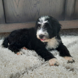 Portuguese Water Dog Puppy Carter