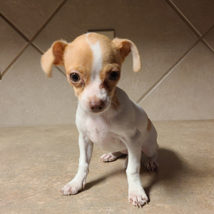 Chihuahua Puppy Marie