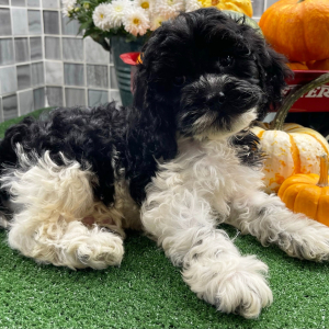 Cockapoo Puppy Beau