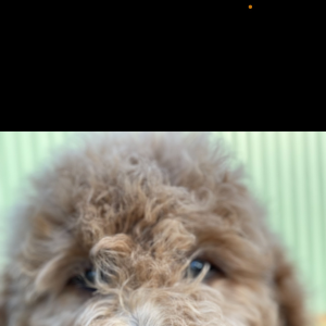 Labradoodle Puppy Gabe