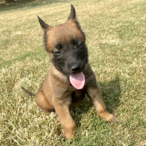 Belgian Malinois Puppy Star