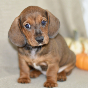 Dachshund Puppy Cam