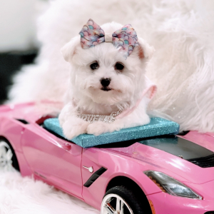 Maltipoo Puppy Purrfect