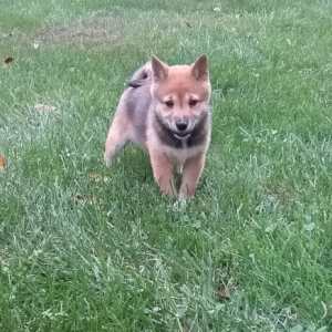 Shiba Inu Puppy Buster