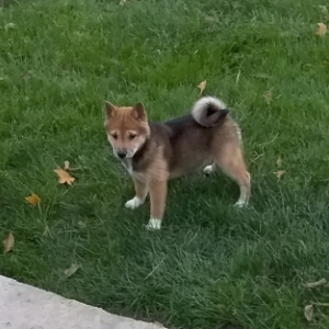 Shiba Inu Puppy Bella