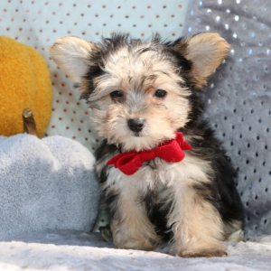 Yorkiepoo Puppy Marlo