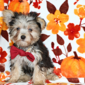 Yorkiepoo Puppy Marlo