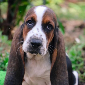 Basset Hound Puppy Timmy