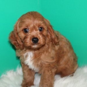 Cavapoo Puppy Jesse
