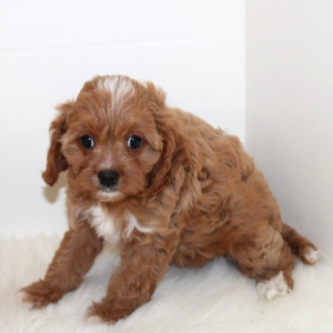 Cavapoo Puppy Lily