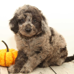 Goldendoodle Puppy Murphy Joe