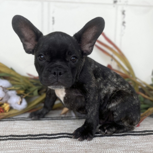 French Bulldog Puppy Max