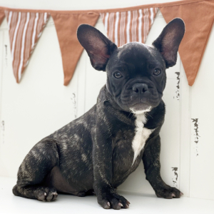 French Bulldog Puppy Max