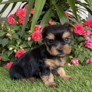 Yorkshire Terrier Puppy Bently