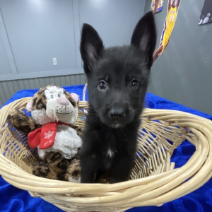 German Shepherd Dog Puppy Jaz